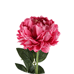 Пионы